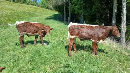 2 Bio-Ochsen