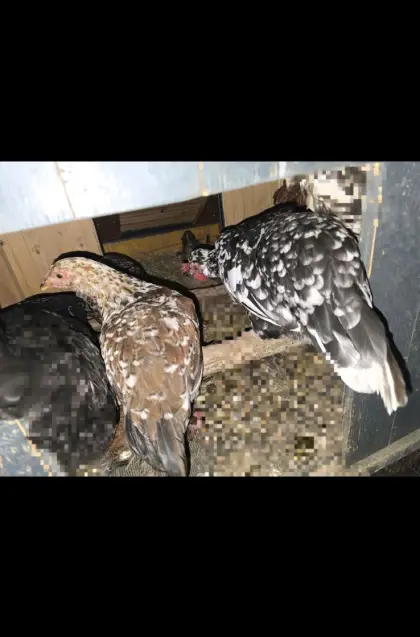 Blumenhuhn 2026