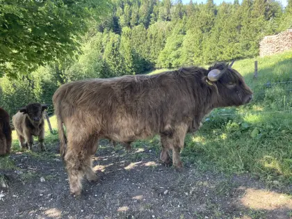 Verk. gekörten, dunfarbenen Hochlandrind-Zuchtstier, Bio
