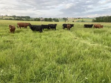 Suche leihstier bulle wagyu angus welsh black