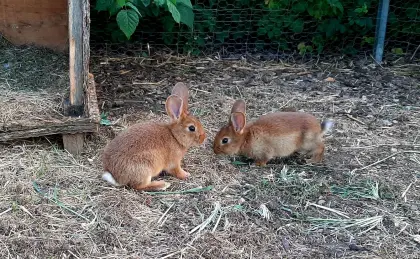Deutscher Riese, Roter Neuseeländer Kaninchen