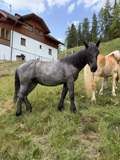 Wunderschöne 1-jährige Noriker Stute