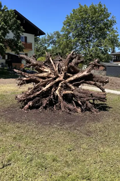 Walnuss Wurzelstock