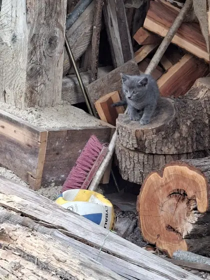Babykatzen
