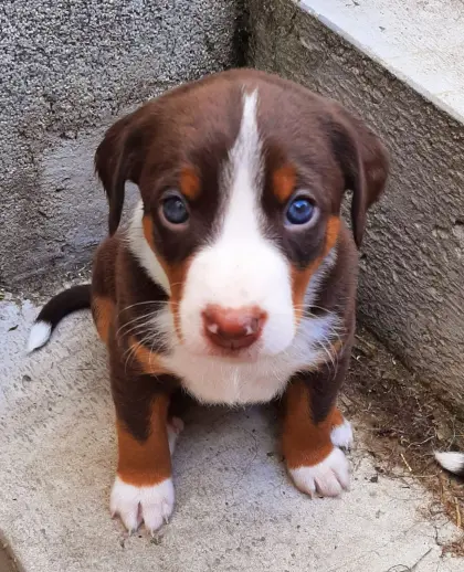 Appenzeller Sennenhund Welpen