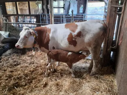 Bio-Fleckviehkuh mit Kalb