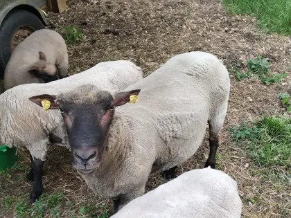 Shropshire Bock