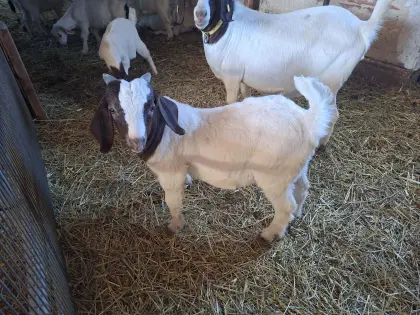 Bio-Buren-Ziegenbock-Kitz