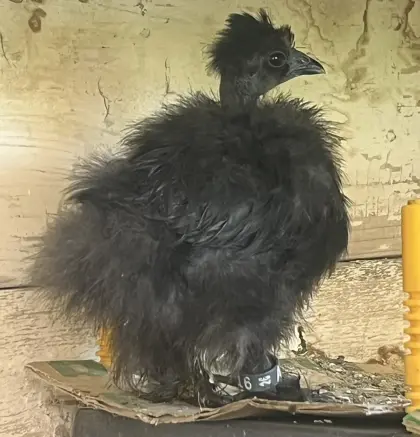 Showgirl Seidenhühner, vermutlich Hennen