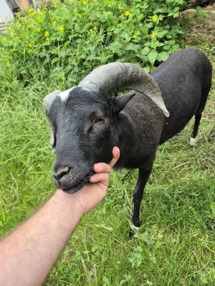 Schafbock