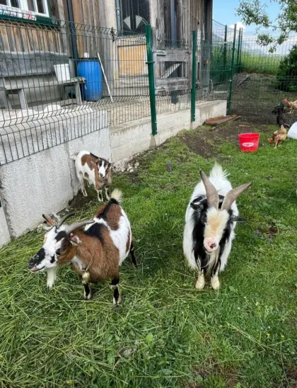 Mini-Zwergziegen-Familie