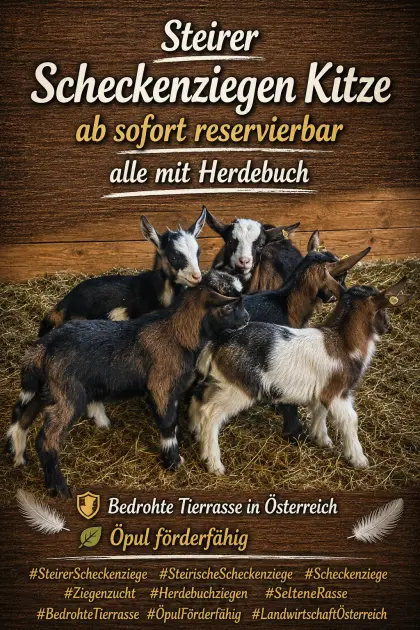 Steirer Scheckenziegenkitze, Bock- und Gaiskitze