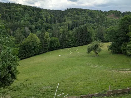 Ziegen billig abzugeben