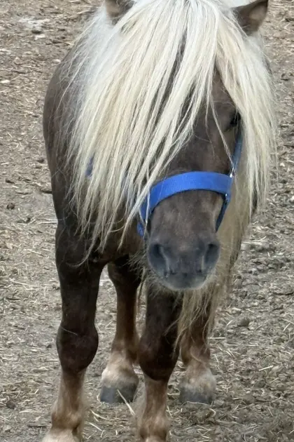 Ponyhengst