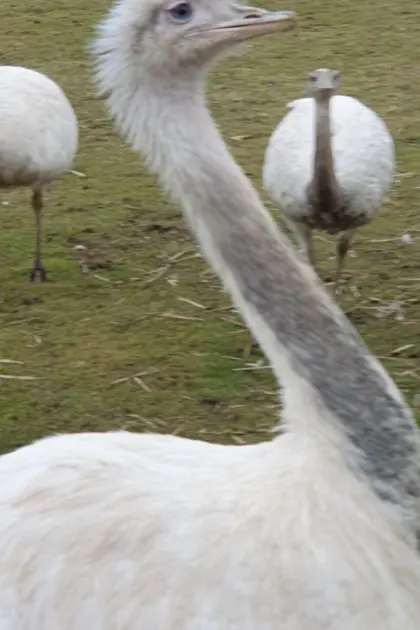 Nandu