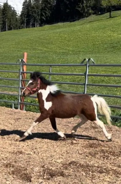 Ponyhengst abzugeben