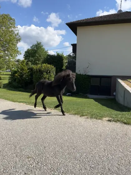 Einjährige Ponystute abzugeben