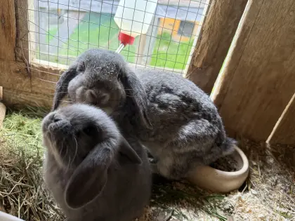 Kleine Hasenfamilie, Mama mit 3 kleinen Häschen