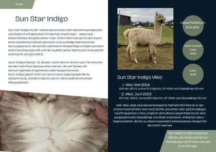 Sunstar Indigo (Alpaka Deckhengst)