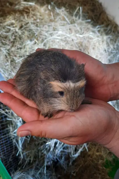 Meerschweinchen-Buben