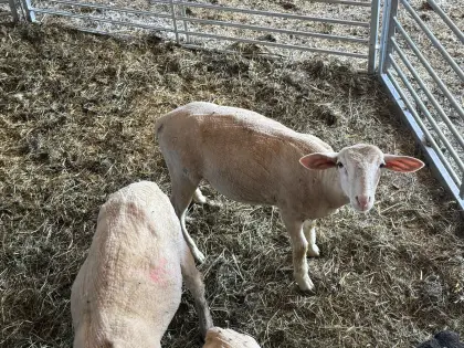 Meatlinc Widder