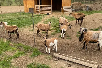 Kamerunschafe (Lämmer), männlich, weiblich