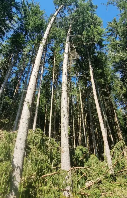 Suche Waldgrundstück