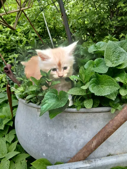 Maine Coon