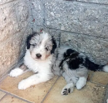 Welpen aus Border Collie und Bobtail, Mischlingswelpen