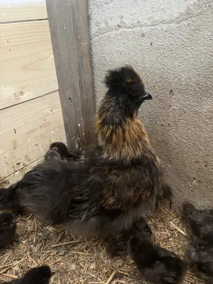 Seidenhahn zu verschenken