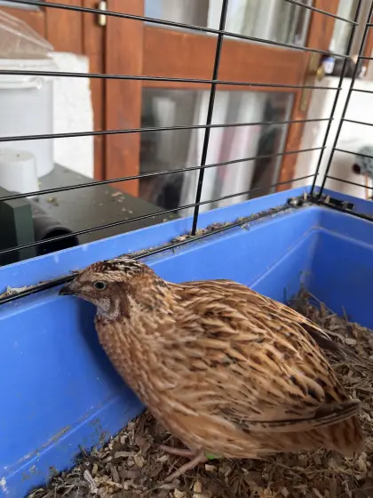 Wachtelhahn zu vergeben