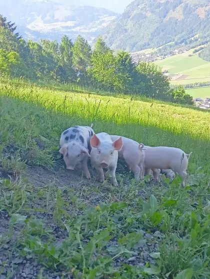Schweine Duroc x Pietrain