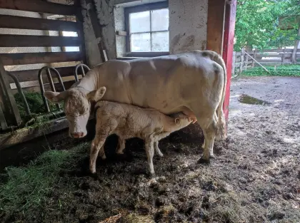 Charolais Stierkalb