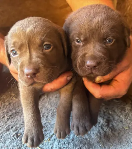 Reinrassige braune Labradorwelpen