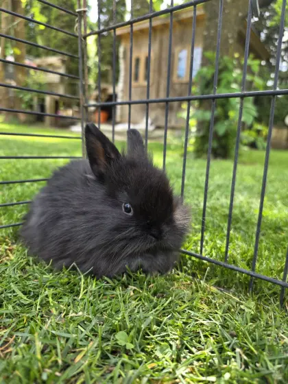 Minilop, Teddizwergkaninchen
