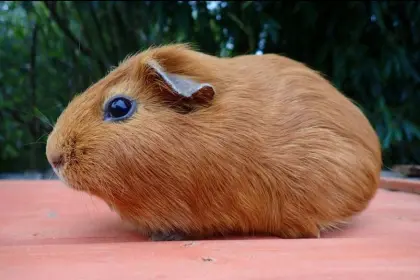 Kurz-, Glatthaar-Meerschweinchen, weiblich (nicht zur Zucht)