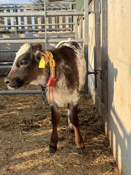 Bio-Kreuzungskalb, weiblich