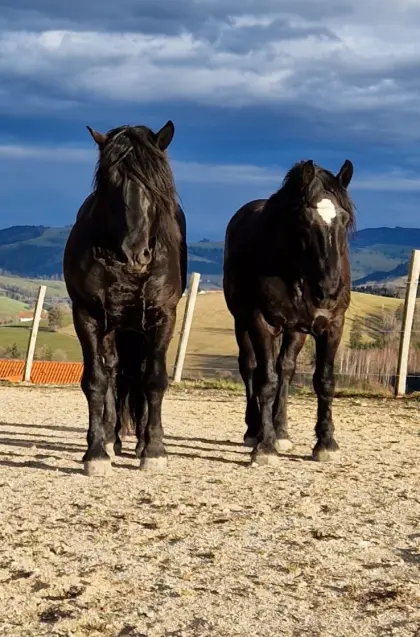 Verkaufe Blacky und Smoky