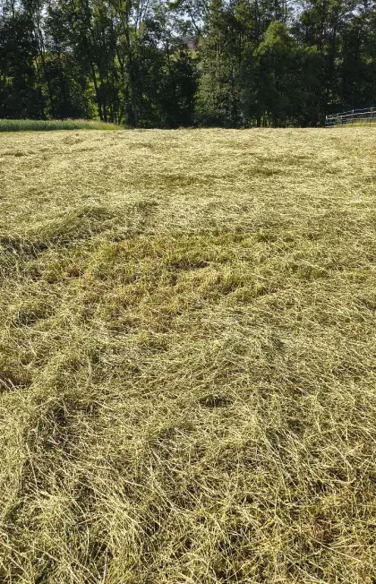 Heurundballen 2026, 1. Schnitt