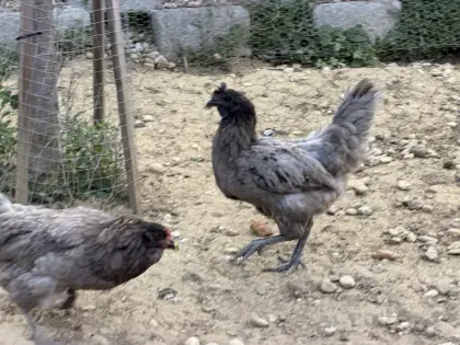 Ayam Cemani Henne, Ayam Cemani-Königsberger Henne und mehr