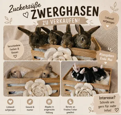Zwerghasen Siam, Zwergwider, Löwenkopfmix