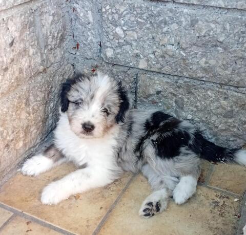 Welpen aus Border Collie und Bobtail, Mischlingswelpen