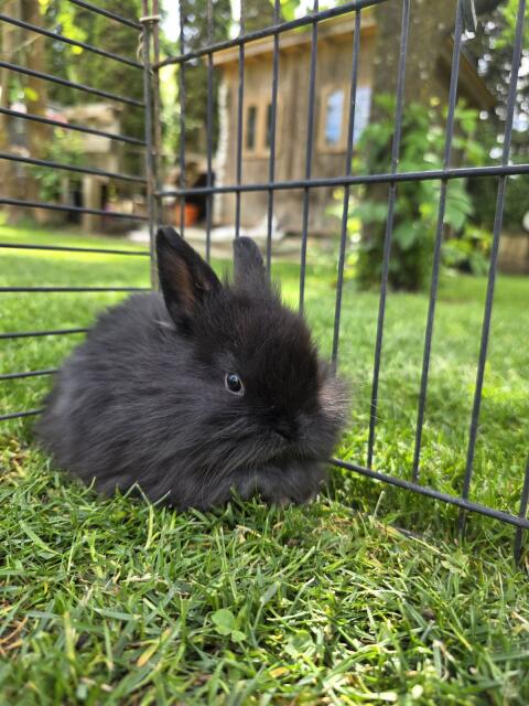 Minilop, Teddizwergkaninchen
