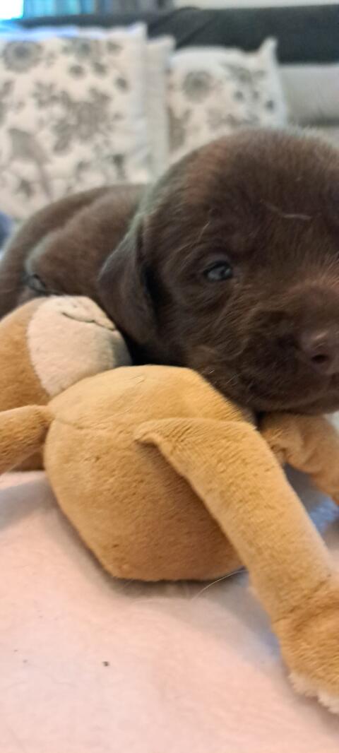 Wunderschöne Labradorwelpen