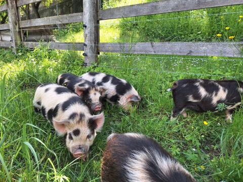 Kune Kune Herdbuchferkel
