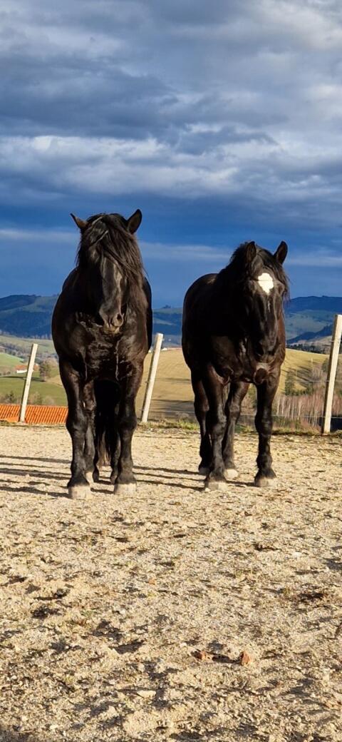 Verkaufe Blacky und Smoky