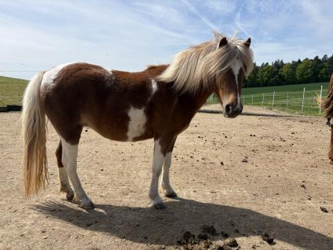 Pony-Stute