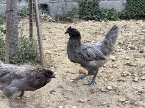 Ayam Cemani Henne, Ayam Cemani-Königsberger Henne und mehr