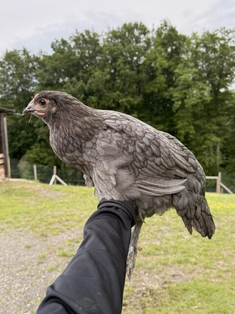 Marans
