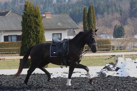 Traumpferd für das Viereck: Donna Viola